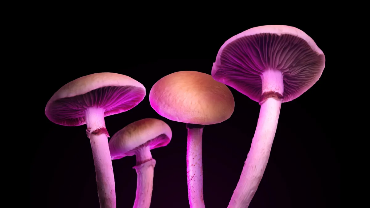Psilocybin and Alzheimer's case report